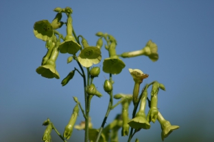 Nicotiana langsdorffii